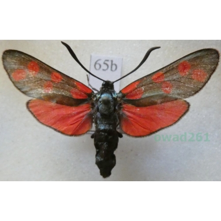 Zygaena filipendulae (Linnaeus, 1758) Kraśnik sześcioplamek Deutschland65b